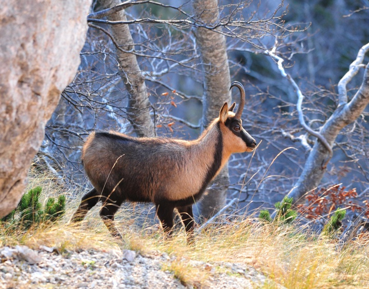 Camoscio appenninico - Rupicapra pyrenaica ornata